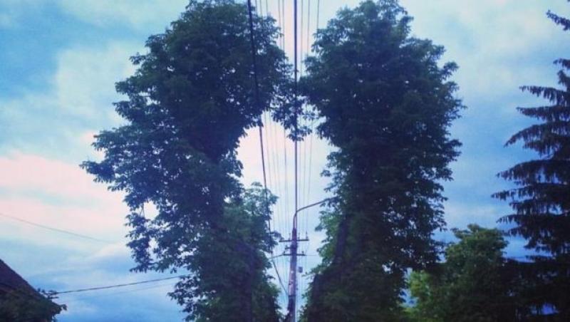 Sibiul se mândrește cu cel mai frumos castan! Un copac în formă de inimă a devenit vedeta internetului