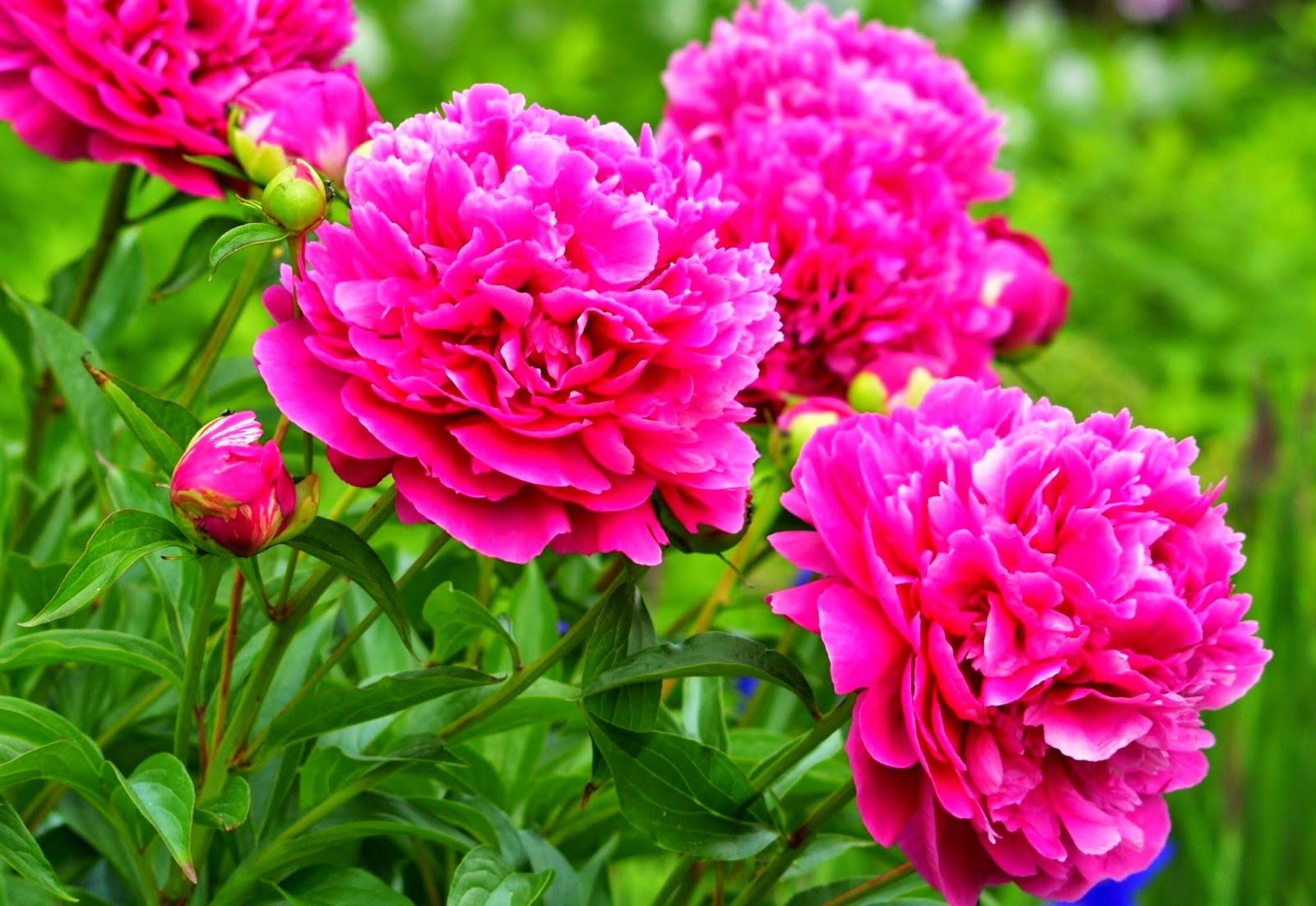 &Icirc;n a doua zi de Paște, poartă cu tine un parfum sau apă &icirc;nmiresmată! Tradiții care &icirc;ți vor aduce noroc