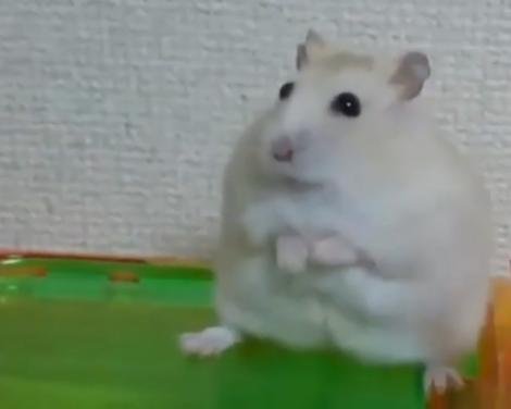 Un hamster și-a pierdut speranța în umanitate! Ce i-a făcut stăpânul de l-a dezamăgit atât de tare pe animăluț? (VIDEO)