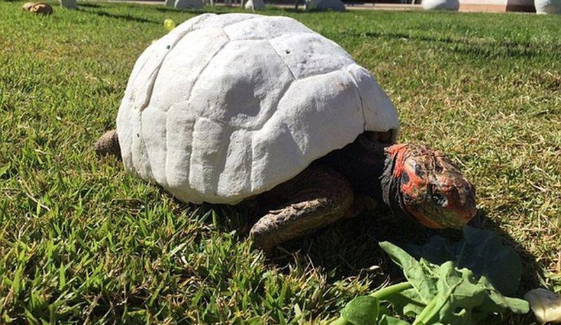 După un accident ur&acirc;t, Freddy a devenit prima ţestoasă cu o carapace 3D. Cum a fost posibilă minunea!