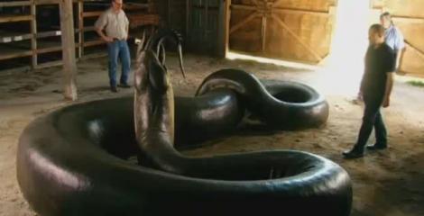 Cel mai mare șarpe din lume. Mai lung decât un autobuz și mai greu decât o mașină