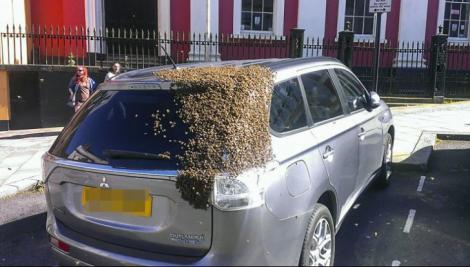 Această mașină a fost urmărită de 20.000 de albine. Motivul pentru care au stat lipite 2 zile de autoturism