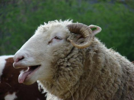 O turmă de oi a mâncat cannabis și lucrurile au luat-o razna! Ce au făcut animalele în sat?