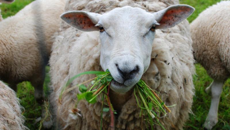O turmă de oi a mâncat cannabis și lucrurile au luat-o razna! Ce au făcut animalele în sat?