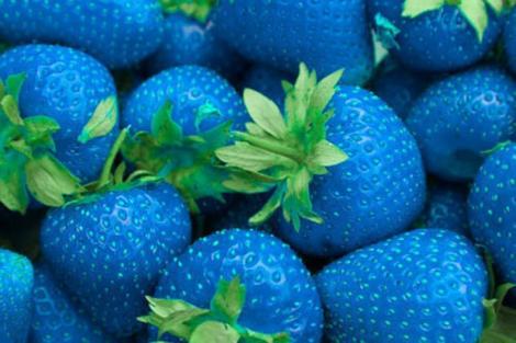 Photoshop sau realitate? Căpșunele albastre, același gust, aceeși formă?!
