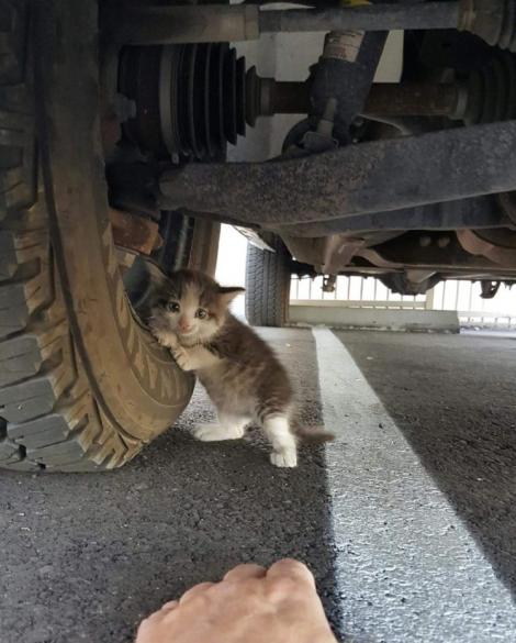 Un bărbat a găsit această pisicuță speriată sub o mașină și a dus-o acasă. Reacția soției este de milioane