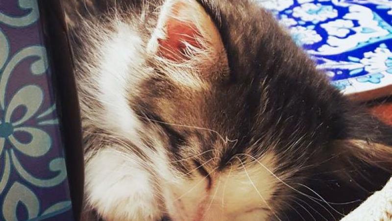 Un bărbat a găsit această pisicuță speriată sub o mașină și a dus-o acasă. Reacția soției este de milioane