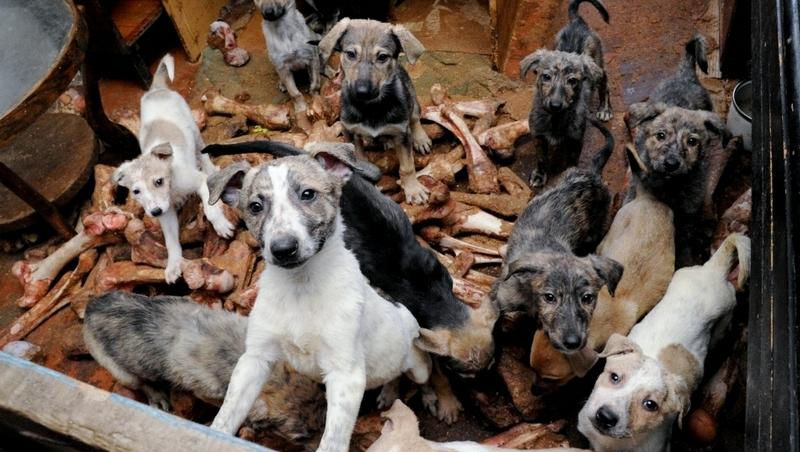 ”Iubiți și câinii vagabonzi!” Povestea în imagini a unui rus care ține 50 de câini într-o căsuță. A întrecut-o pe femeia din România cu 29 de pisici într-o garsonieră