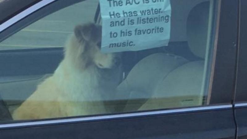 Un câine a fost încuiat în mașină, cu geamurile închise. Mesajul lăsat de stăpân: 