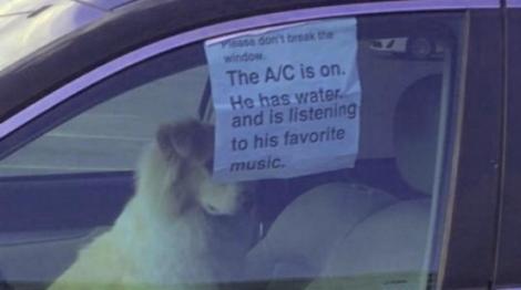 Un câine a fost încuiat în mașină, cu geamurile închise. Mesajul lăsat de stăpân: "Vă rog, nu spargeți geamul!"