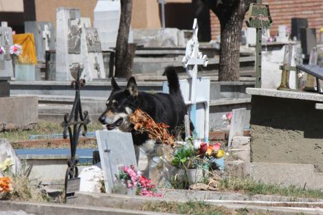 De cinci ani, câinele nu s-a dezlipit de mormântul stăpânului său. Cimitirul i-a devenit casă, iar tristețea, mod de a fi