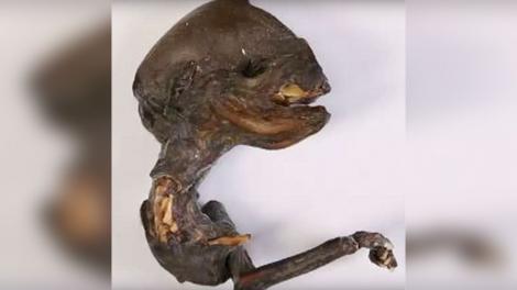 Creatură misterioasă, descoperită în Rusia: "Seamănă cu un embrion mutant de pasăre"