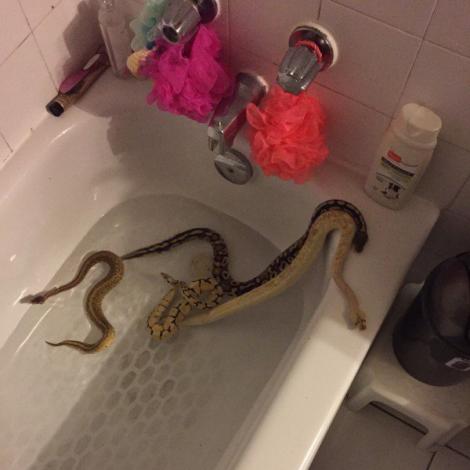 A intrat în baie și a avut parte de șocul vieții! A găsit patru șerpi periculoși în cadă!