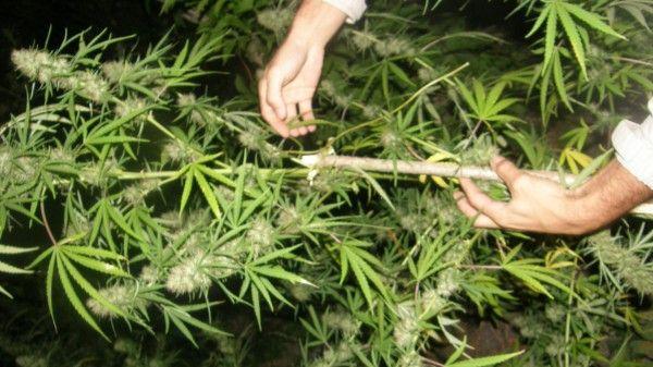 Produsele medicale pe bază de canabis, la v&acirc;nzare &icirc;n Macedonia &icirc;ncep&acirc;nd de luni