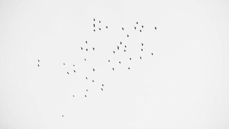 Coincidență stranie! 49 de păsări surprinse de un fotograf deasupra locului &icirc;n care a avut loc masacrul de la Orlando!