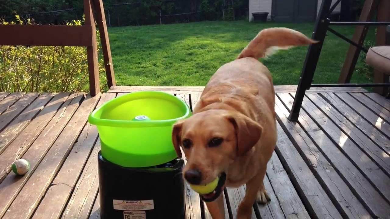 Cu puțin timp &icirc;nainte să i se arunce mingea, un c&acirc;ine face cel mai amuzant gest posibil! R&acirc;zi cu lacrimi! (VIDEO)