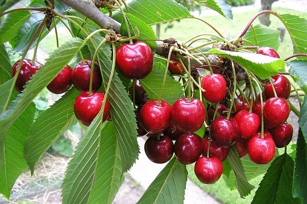 Sute de rom&acirc;ni au descoperit afacerea care le aduce profit maxim. Cel mai profitabil soi rom&acirc;nesc de cireș: fructele sale se v&acirc;nd la preț dublu