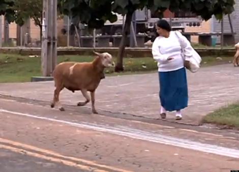 O capră face instrucție cu locuitorii unui oraș! Râzi cu lacrimi dacă vezi ce le face animalul! (VIDEO)