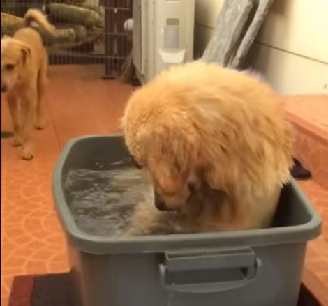 Stăpânul și-a băgat câinele într-o găleată, dar nu s-a gândit ce urmează să se întâmple! Mori de râs! (VIDEO)