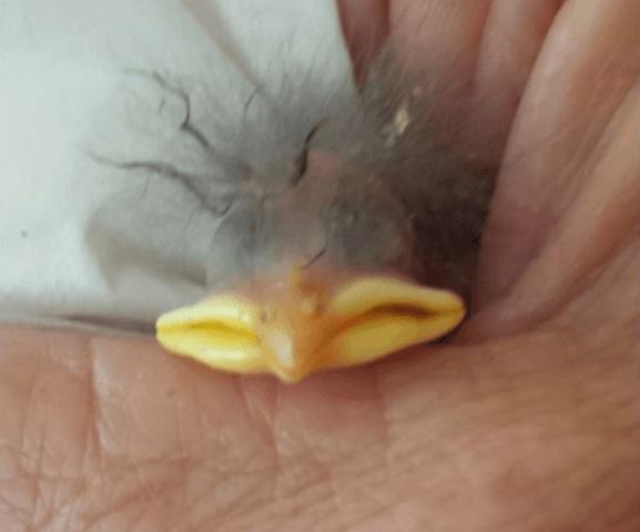 O femeie a găsit un pui de pasăre și l-a luat acasă! &Icirc;n scurt timp avea să descopere ceva de-a dreptul surprinzător! &Icirc;n ce s-a transformat vietatea?