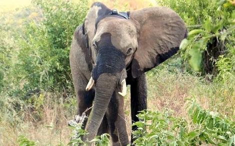Un elefant a impresionat omenirea după ce, rănit fiind, a venit să implore ajutorul unor turiști!