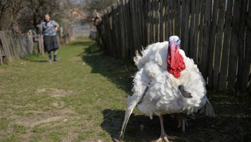 Satul Uriaşilor, cel mai vechi cătun din România. Bărbați de doi metri cărau de unii singuri, cu spinarea, bușteni. Femeile lor aveau 