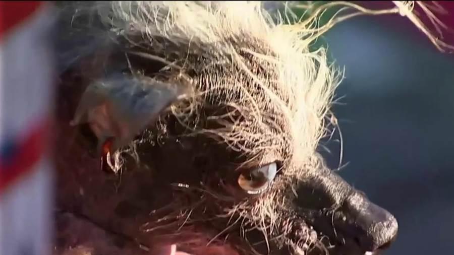 S-a decis oficial! Așa arată cel mai ur&acirc;t c&acirc;ine din lume! Ai curaj să vezi cum arată c&acirc;știgătorul?