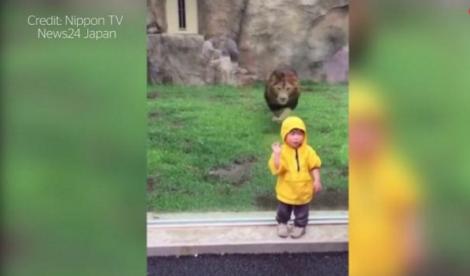 Copil, la un pas de catastrofă! Un leu l-a atacat la grădina zoologică - VIDEO