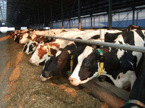 Vaci hrănite cu sodă caustică, secretul unei ferme din Iaşi. Dau aproape 90 de litri de lapte pe zi