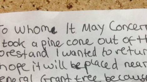 Mai există speranţă! Scrisoarea unui băieţel care a furat un con de brad dintr-o pădure face înconjurul lumii! Remuşcările nu i-au dat pace şi a scris aceste rânduri