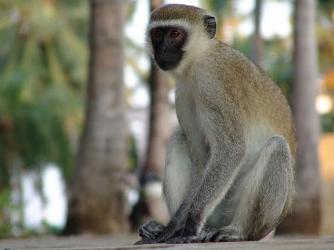 Kenya, lăsată în beznă de o maimuță. A provocat o pană de curent la nivel național