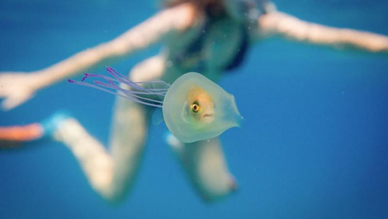 O imagine cum rar îți este dat să vezi! Un pește înoată în interiorul unei meduze