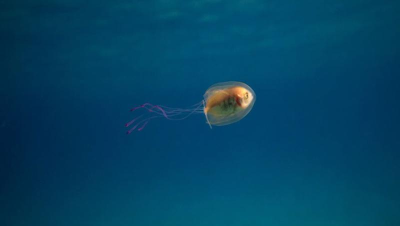 O imagine cum rar îți este dat să vezi! Un pește înoată în interiorul unei meduze