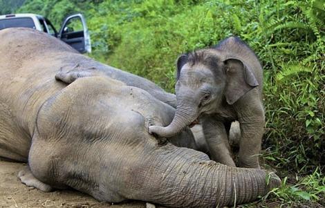 Durere fără margini! Un pui de elefant încearcă să-şi trezească mama ucisă. Imaginile sunt sfâșietoare