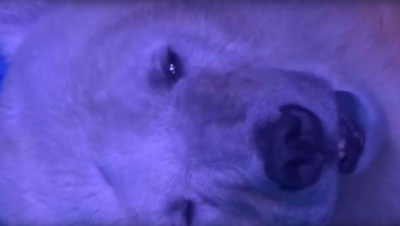 Un centru comercial ține captiv un urs polar, pentru selfi-urile clienților. Animalul este prăbușit la pământ și sleit de puteri