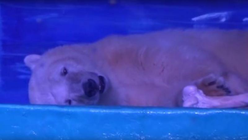 Un centru comercial ține captiv un urs polar, pentru selfi-urile clienților. Animalul este prăbușit la pământ și sleit de puteri