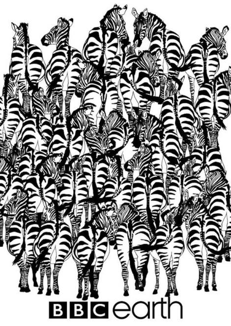 Iluzia optică la care te uiţi şi o oră şi nu îţi dai seama! Tu ai găsit bursucul ascuns printre zebre?