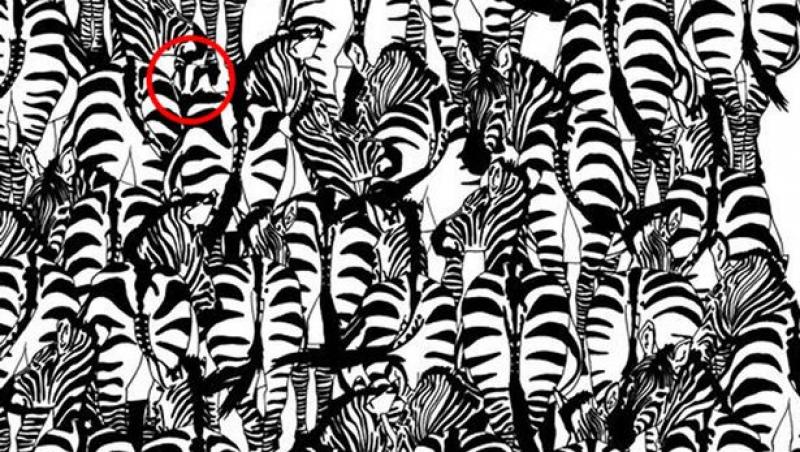 Iluzia optică la care te uiţi şi o oră şi nu îţi dai seama! Tu ai găsit bursucul ascuns printre zebre?