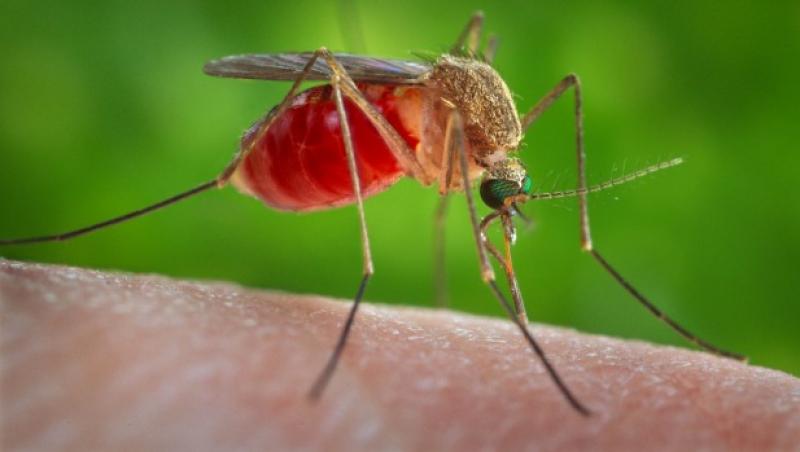 Virusul Zika, confirmat în România! Primul caz, o tânără de 27 de ani