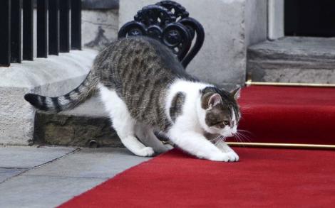 După BREXIT, Cameron pleacă, Motanul Larry mai rămâne „un mandat” la reședința oficială din 10 Downing Street