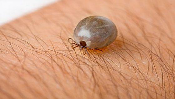 Alertă &icirc;n Rom&acirc;nia! Mai multe persoane au fost diagnosticate cu boala Lyme după ce au fost &icirc;nţepate de căpuşe