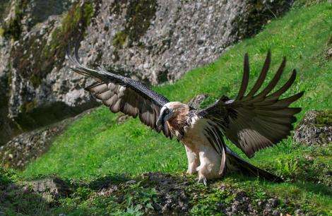 După aproape un secol, o pasăre foarte rară a fost văzută din nou în România!