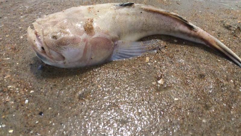 Un pește și-a făcut apariția de sub nisip, îngrozindu-i pe toți cei aflați la plajă. Imaginile au devenit virale