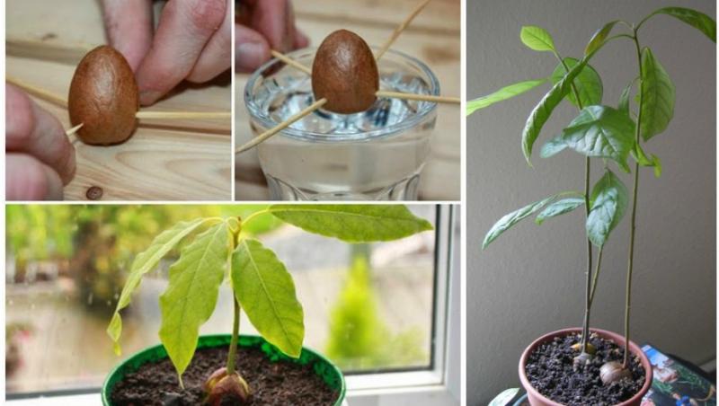 Cum crești o plantă de avocado, chiar la tine acasă! E mai simplu decât crezi! (VIDEO)
