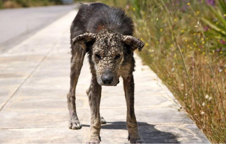 Un c&acirc;ine se transforma &icirc;n piatră și era aproape de moarte, c&acirc;nd un miracol s-a produs! Cum arată acum patrupedul?