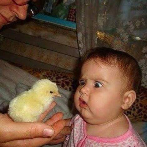 Foto-adorabil! Ce reacție are un copil atunci când întâlnește pentru prima dată un pui!