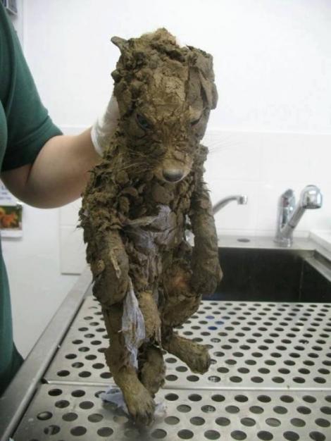 Muncitorii de pe un șantier au crezut că au găsit un câine plin de noroi. După ce l-au spălat au rămas fără cuvinte!