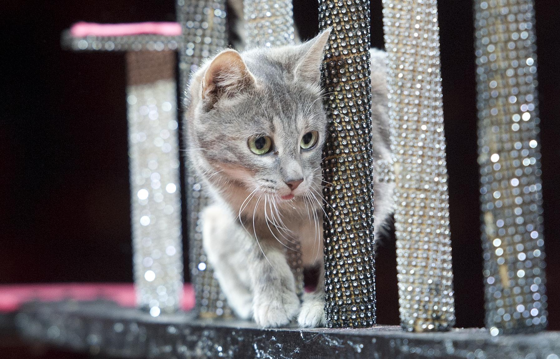 Povestea din spatele unei imagini! Fotografia pisicii care &rdquo;sfidează&rdquo; un poliţist &icirc;narmat, &icirc;n Turcia, virală pe internet