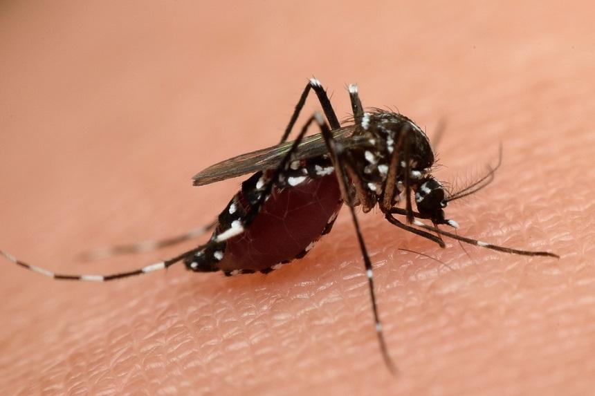 Alertă &icirc;n Rom&acirc;nia! Copil de zece ani, infectat cu virusul Zika
