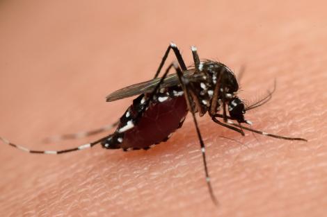 Alertă în România! Copil de zece ani, infectat cu virusul Zika